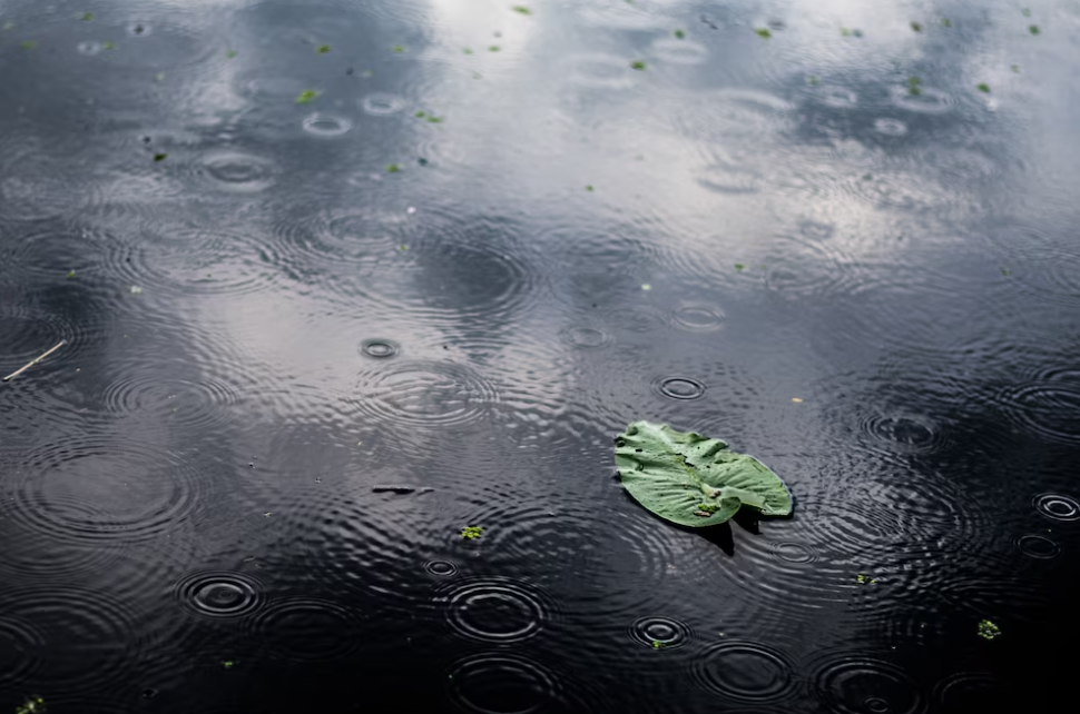 green leaf in a puddle on a rainy day and raindrops