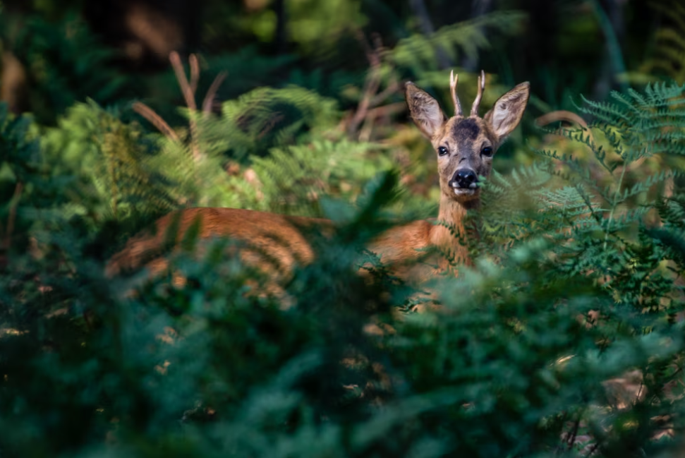 Hiding deer in the forest behind the grass