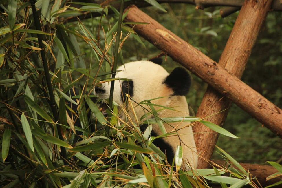 panda eating bamboo in the forest