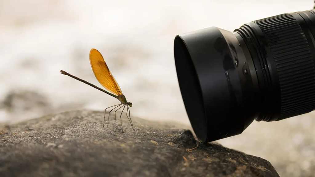 Macro lens takes a picture of an insect